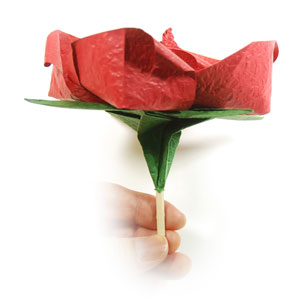 qt rose flower 19