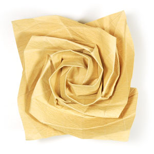 Kawasaki rose flower 81