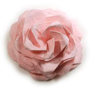 Lang rose flower